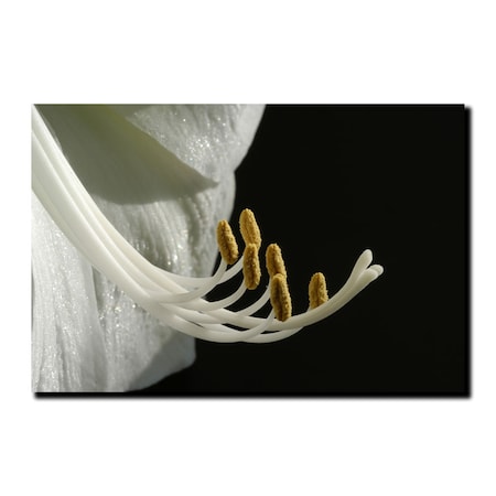 Intimate Amaryllis By Kurt Shaffer-Gallery Wrapped 16x24,16x24